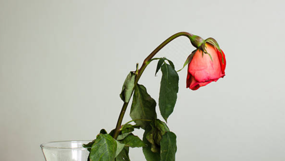 Seems you can put a price on love: Valentine’s Day spend drops 9.3%